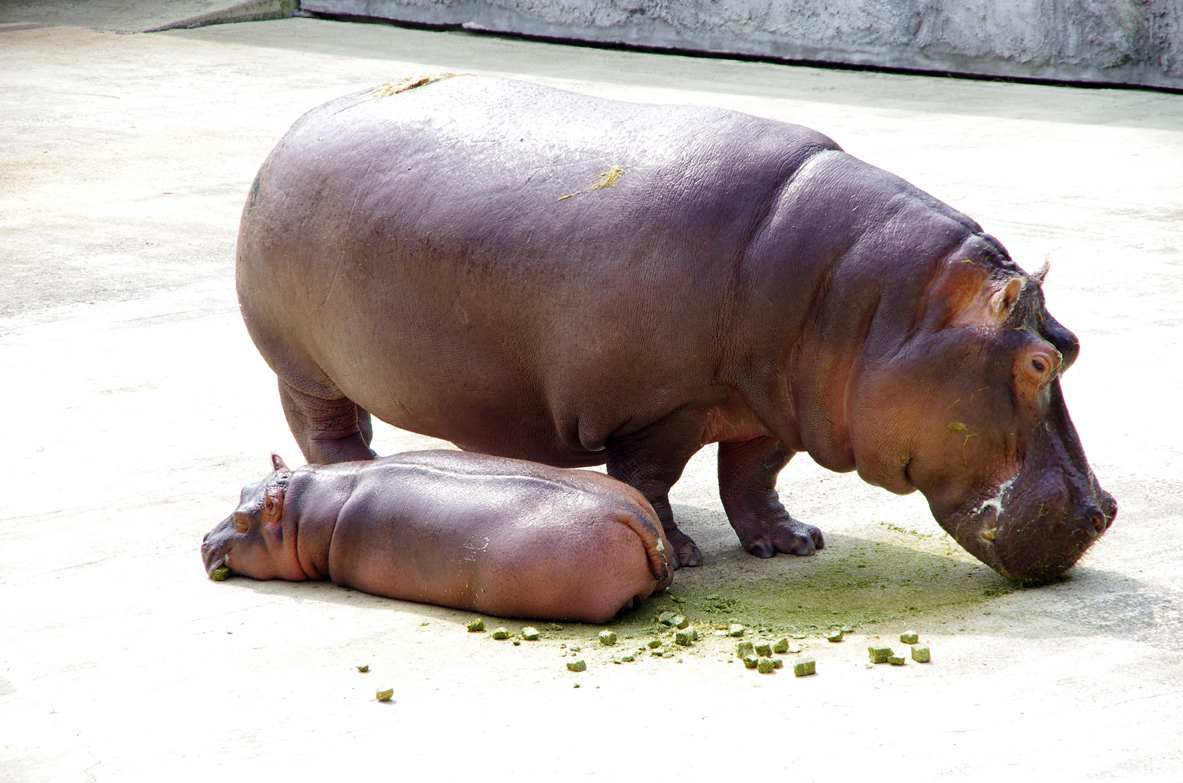 東武動物園のカバの赤ちゃん うみほしのブログ うみほしの部屋
