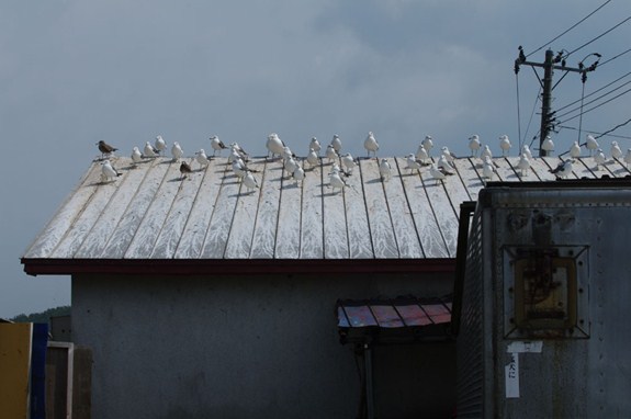 屋根のカモメ