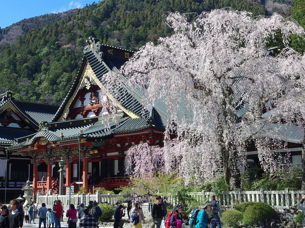 満開の身延山久遠寺 しだれ桜の里 うみほしのブログ うみほしの部屋